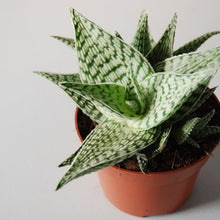 Small Succulent