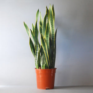 Snake Plant