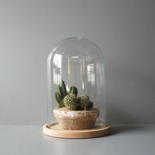 Cloche Terrarium