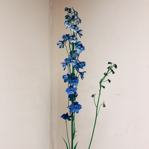 Delphinium