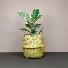 The Catkin & Pussywillow Gift Belly Basket (L)