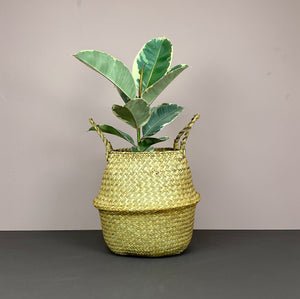 The Catkin & Pussywillow Gift Belly Basket (L)