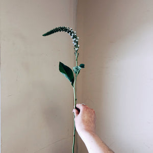 Lysmachia