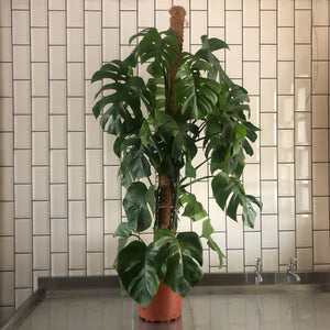 Extra Large Monstera
