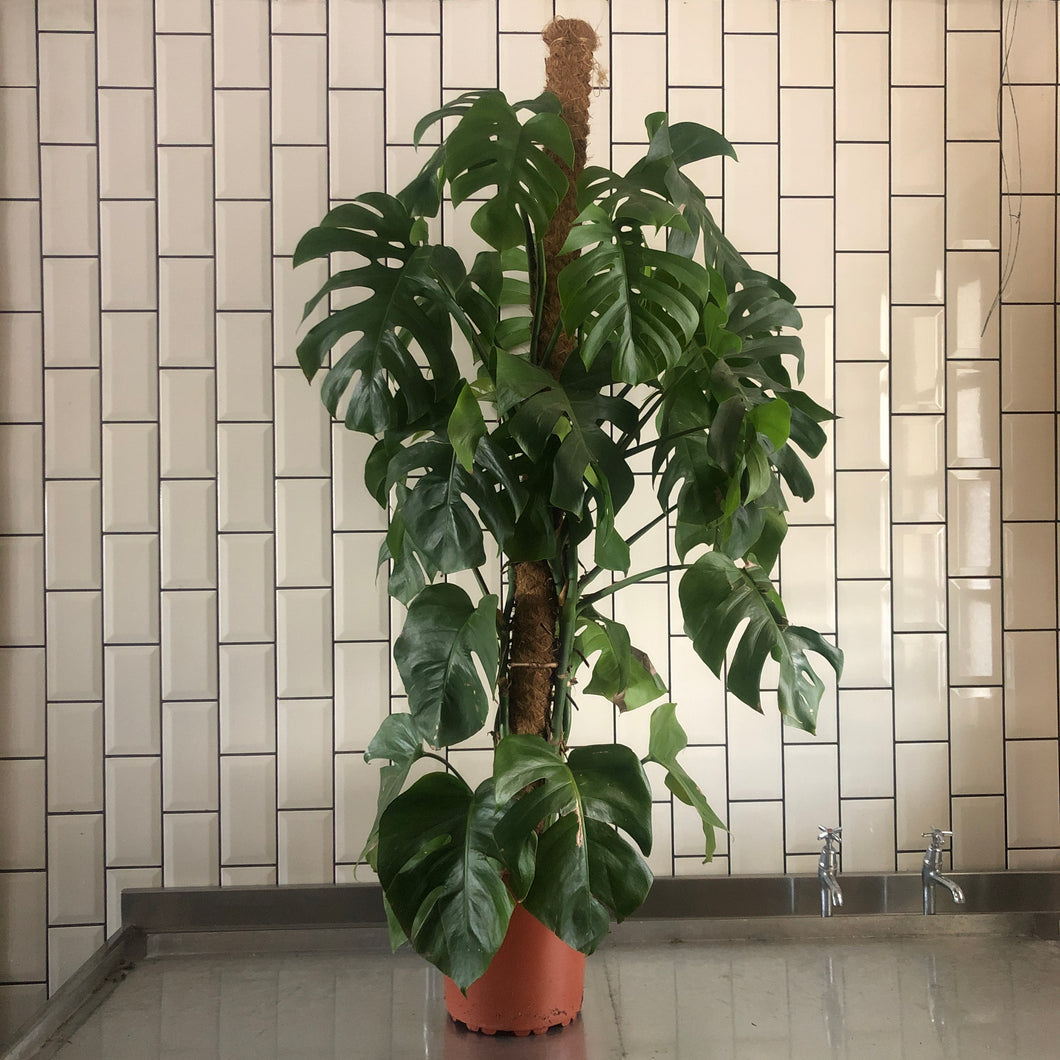 Extra Large Monstera