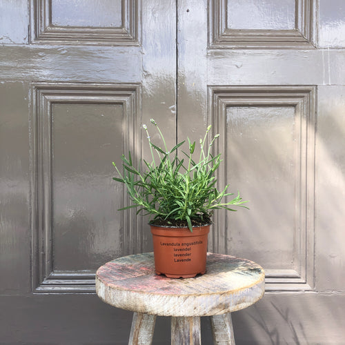 Lavander Augustifolia Blue