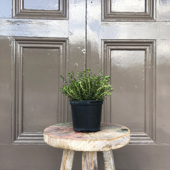 Thyme