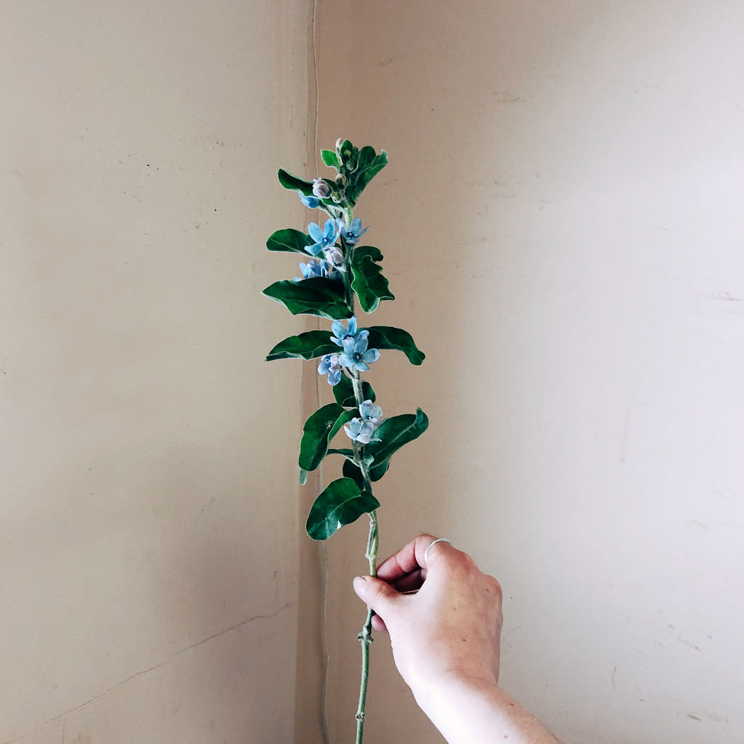 Oxypetalum Sky Blue