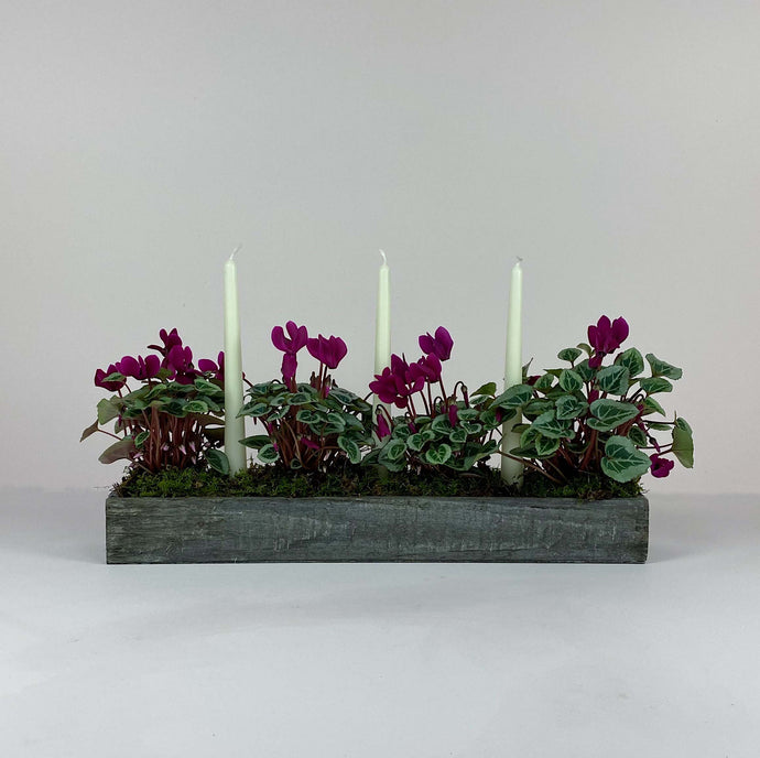 Cyclamen Candle Arrangement