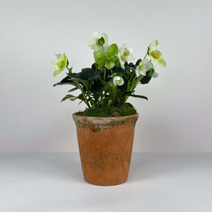 Medium Potted Terracotta Hellebore