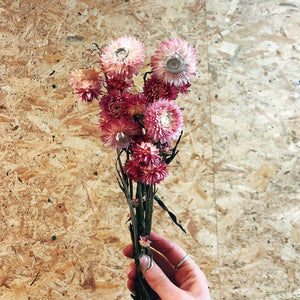 Helichrysum Blush Pink