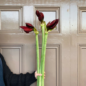 Red Amaryllis