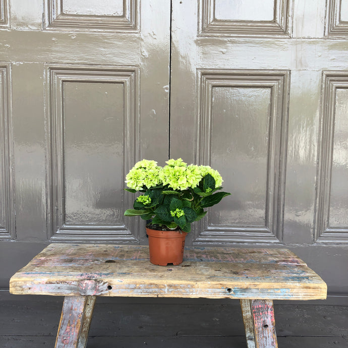 Small Green Hydrangea