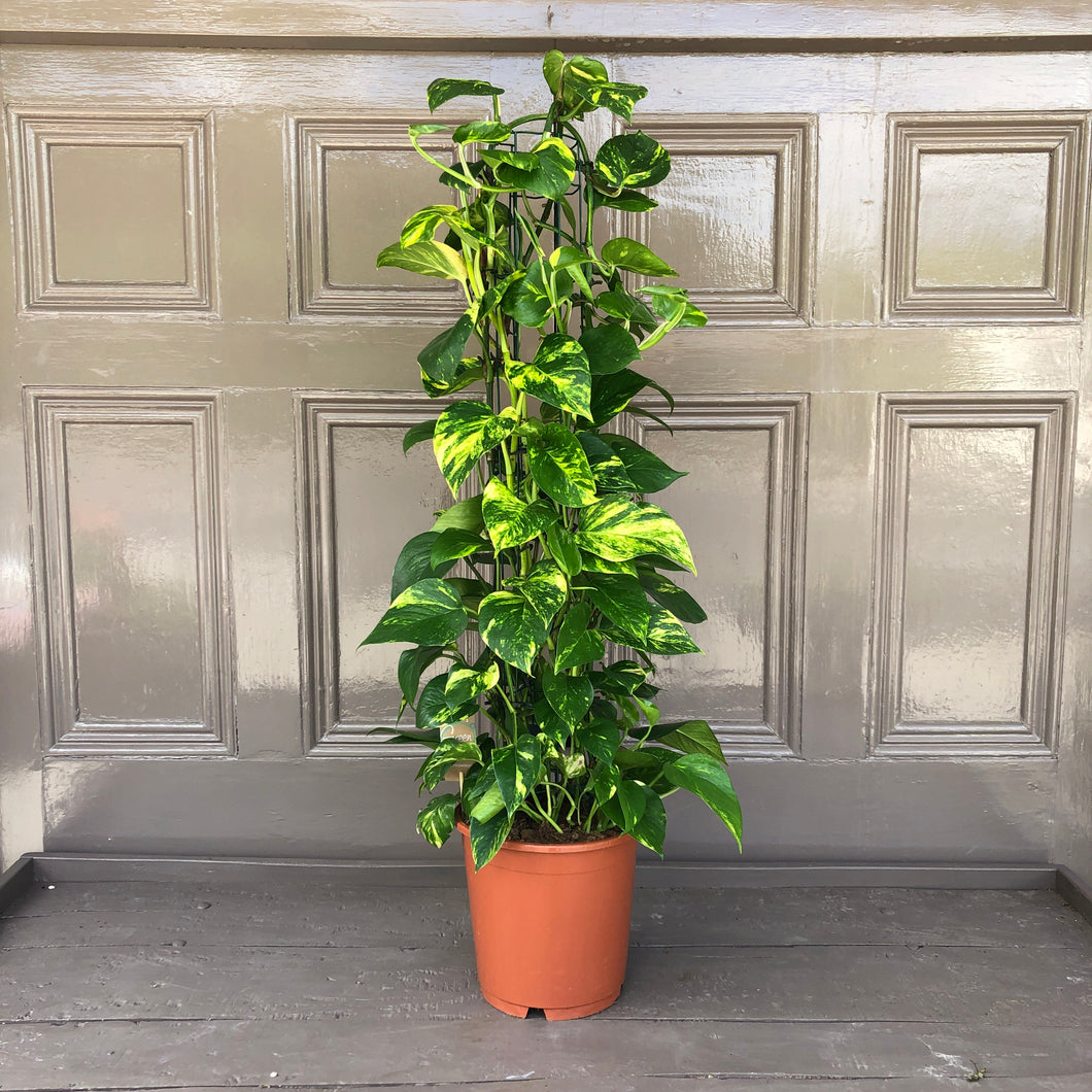 Variegated Philodendron on Trellis