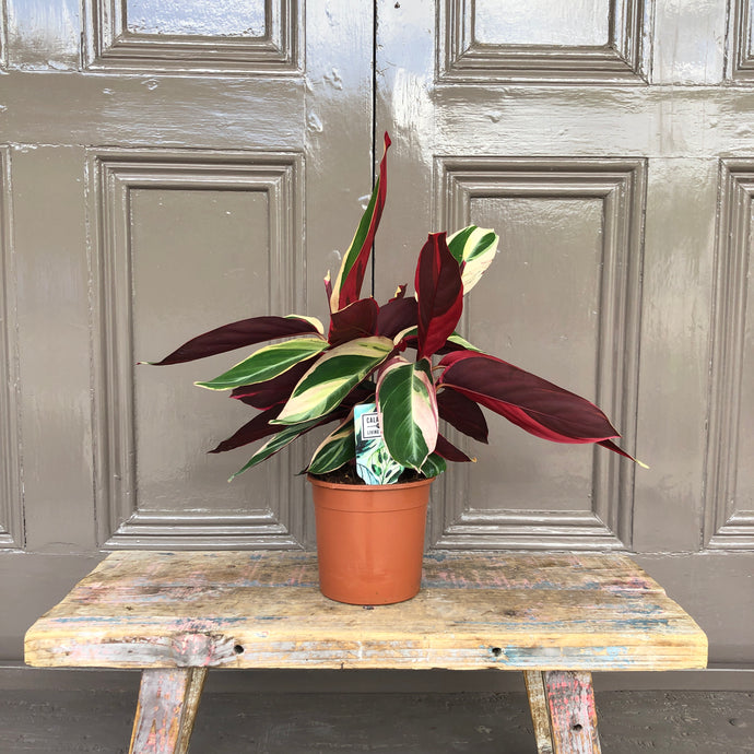 Calathea Pink