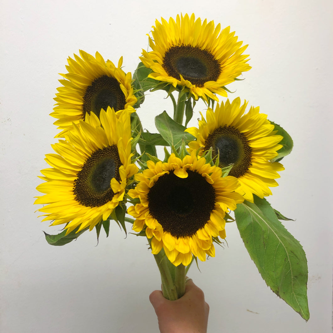 Sunflowers