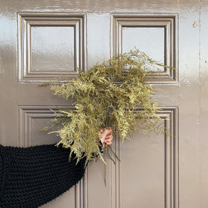 Gold Asparagus Fern