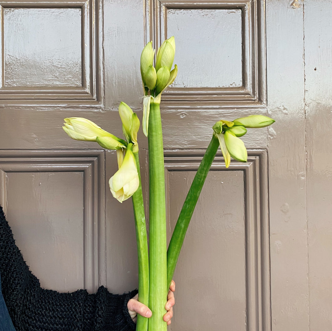White Amaryllis