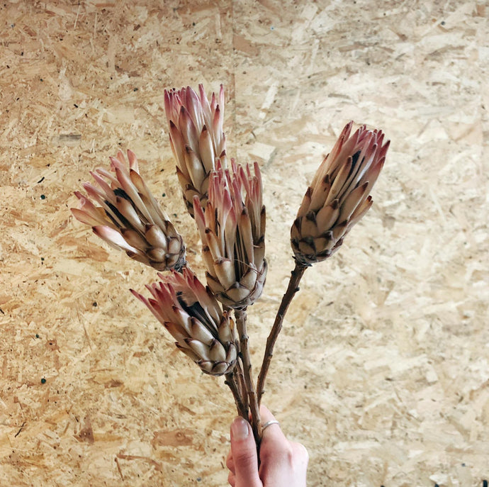 Protea Natural Pink