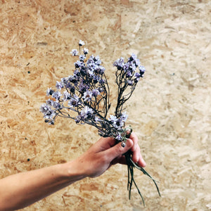 Lxodia Pretty Lilac