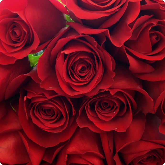 Just Red Roses