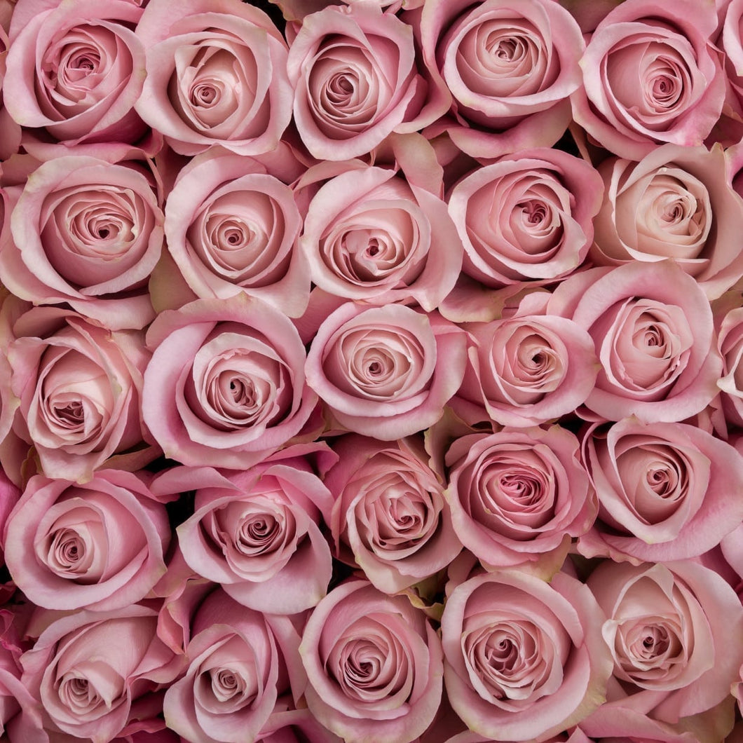 Just Pink Roses